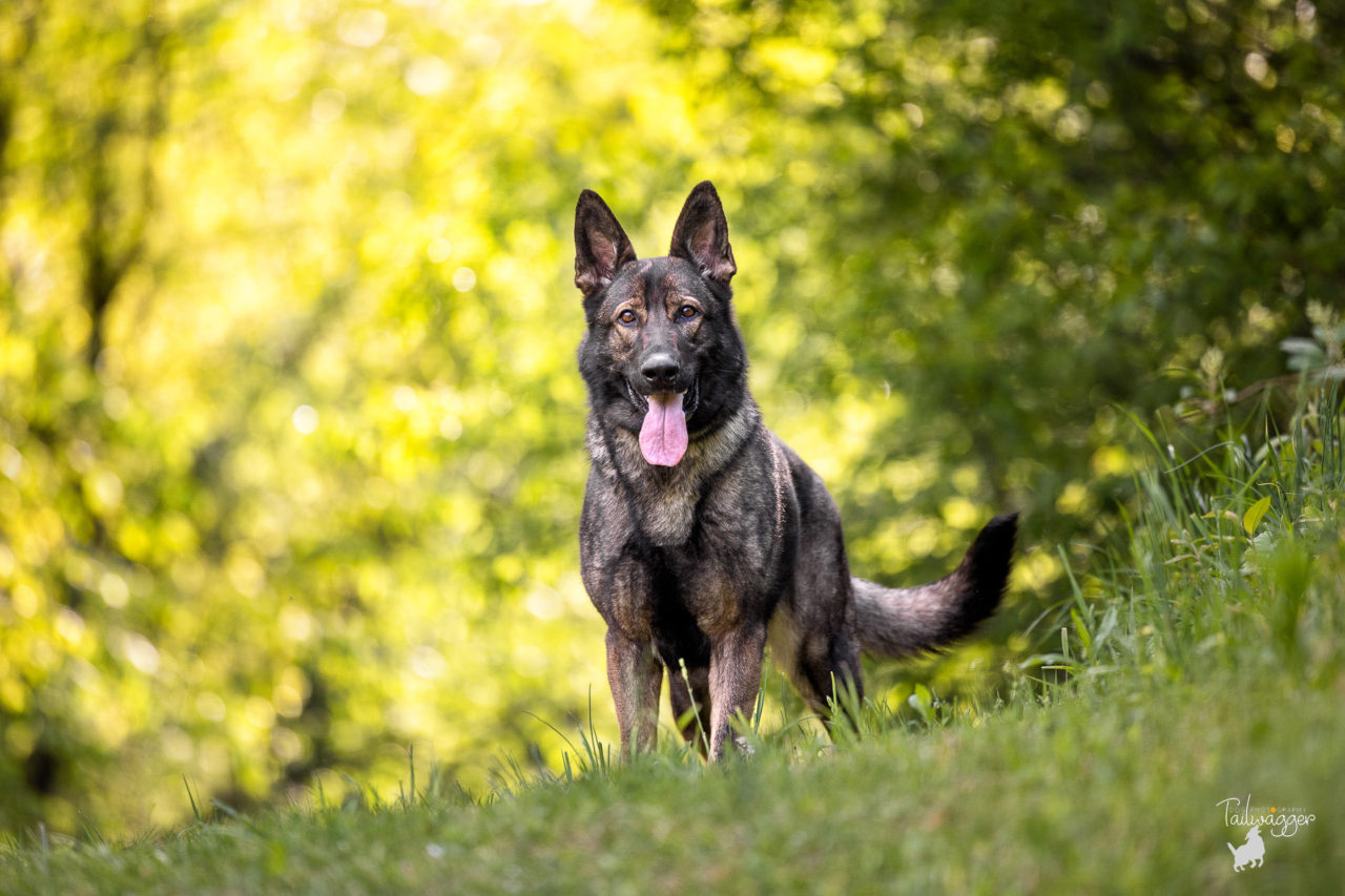 a female German Shepherd stands in tall grass with a bright golden background behind her in Caledonia, MI.