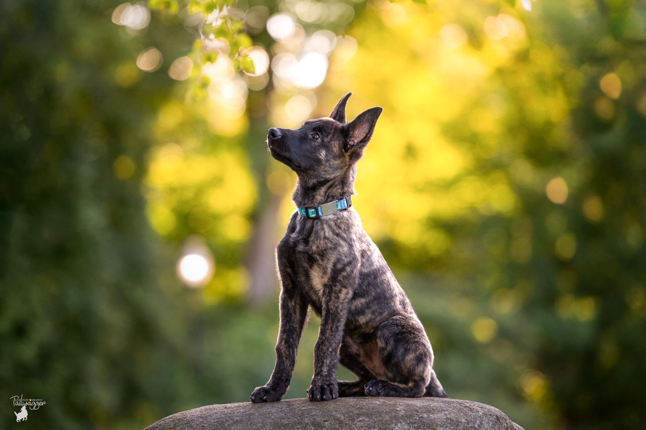 A Dutch Shepherd puppy sits on a boulder and looks off to his left in Grand Rapids, MI.