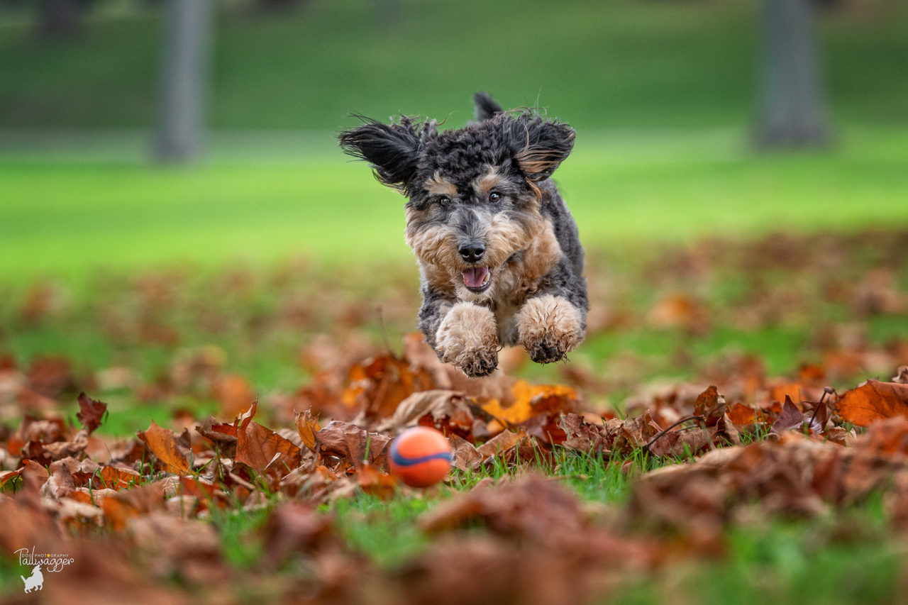 A male mini Bernerdoodle runs through the fall leaves chasing his orange and blue ball.