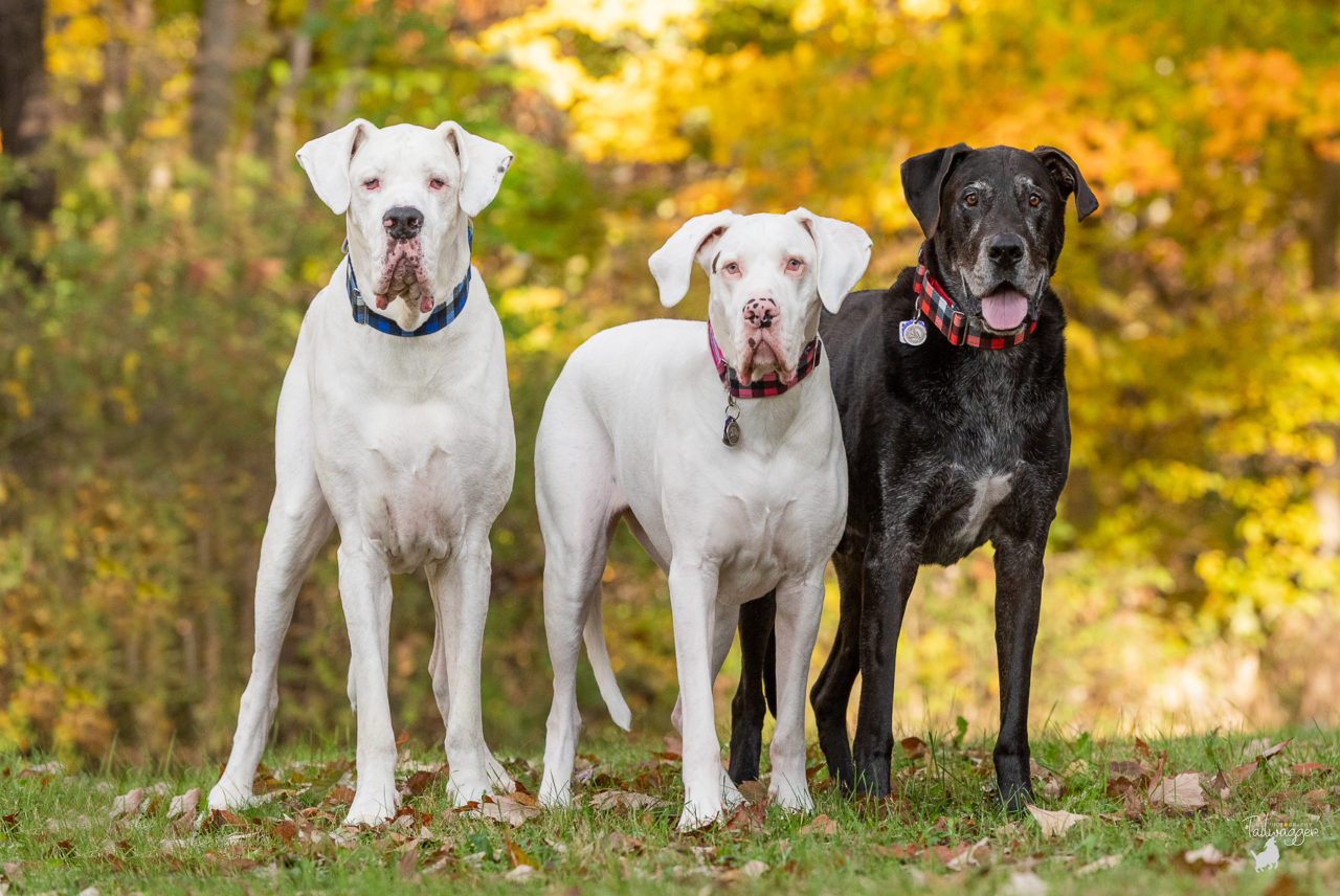 Three Great Danes stand side by side in a park.