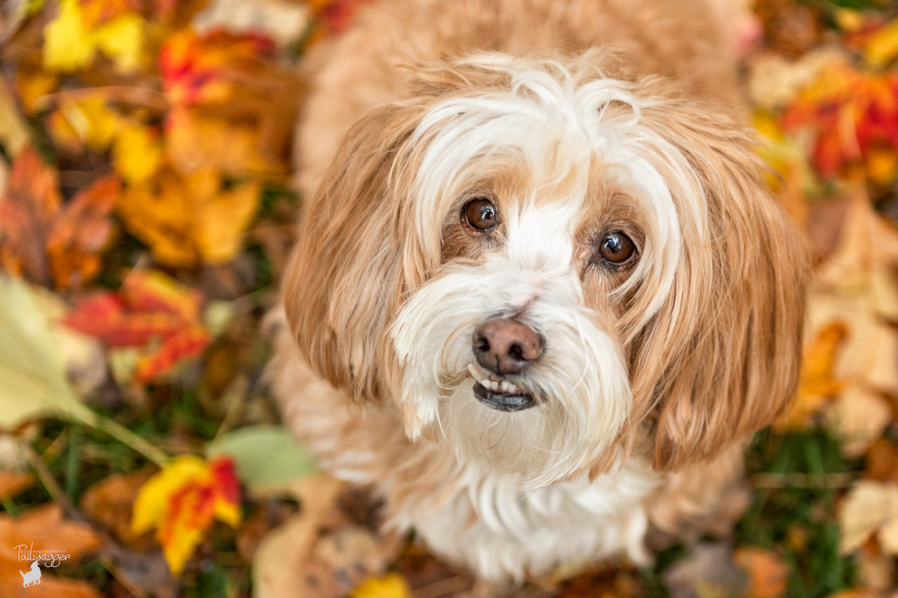A female Daisy dog sits in colorful fall leaves in Ada, MI.