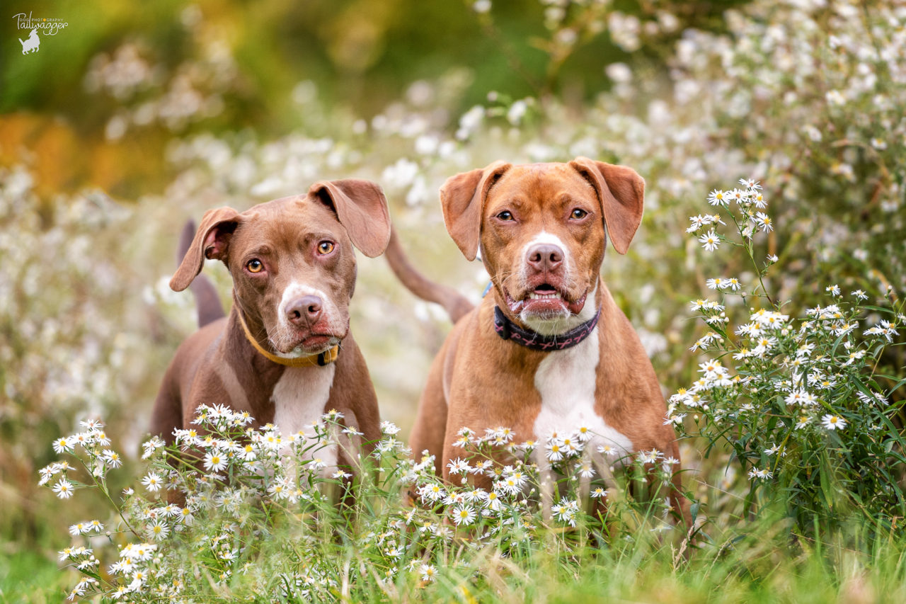 Two pitbull mixes sit in white posy wild flowers near Grandville, MI.