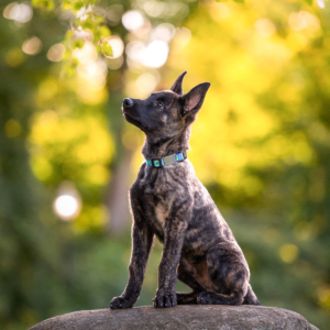 A Dutch Shepherd puppy sits on top of a large boulder and looks off and to his right at Johnson Park in Walker, MI.