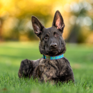 A male Dutch Shepherd puppy lies in the grass in the fall at Johnson Park in Walker, MI.