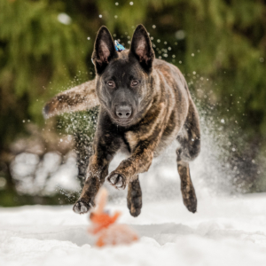 A male Durch Shepherd is caught mid-air chasing his orange toy in the snow at Hager Park in Jenison, MI.