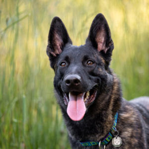 A male Dutch Shepherd's headshot in front of tall green grass at Prairie Wolf park in Caledonia, MI.