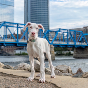 A male double merle puppy stands with the Blue Bridge of Grand Rapids, MI in the background.