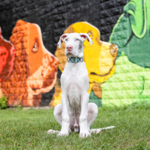 A white Great Dane puppy sits in front of a colorful dog mural in downtown Grand Rapids, MI.