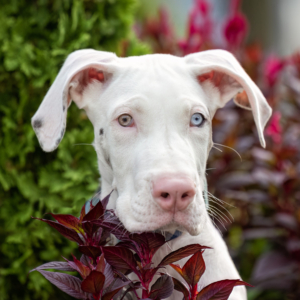 A white Great Dane puppy's headshot amongst flowers and shrubbery in downtown Grand Rapids, MI.