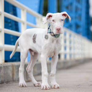 A male double merle Great Dane puppy stands on the Blue Bridge in Grand Rapids, MI.