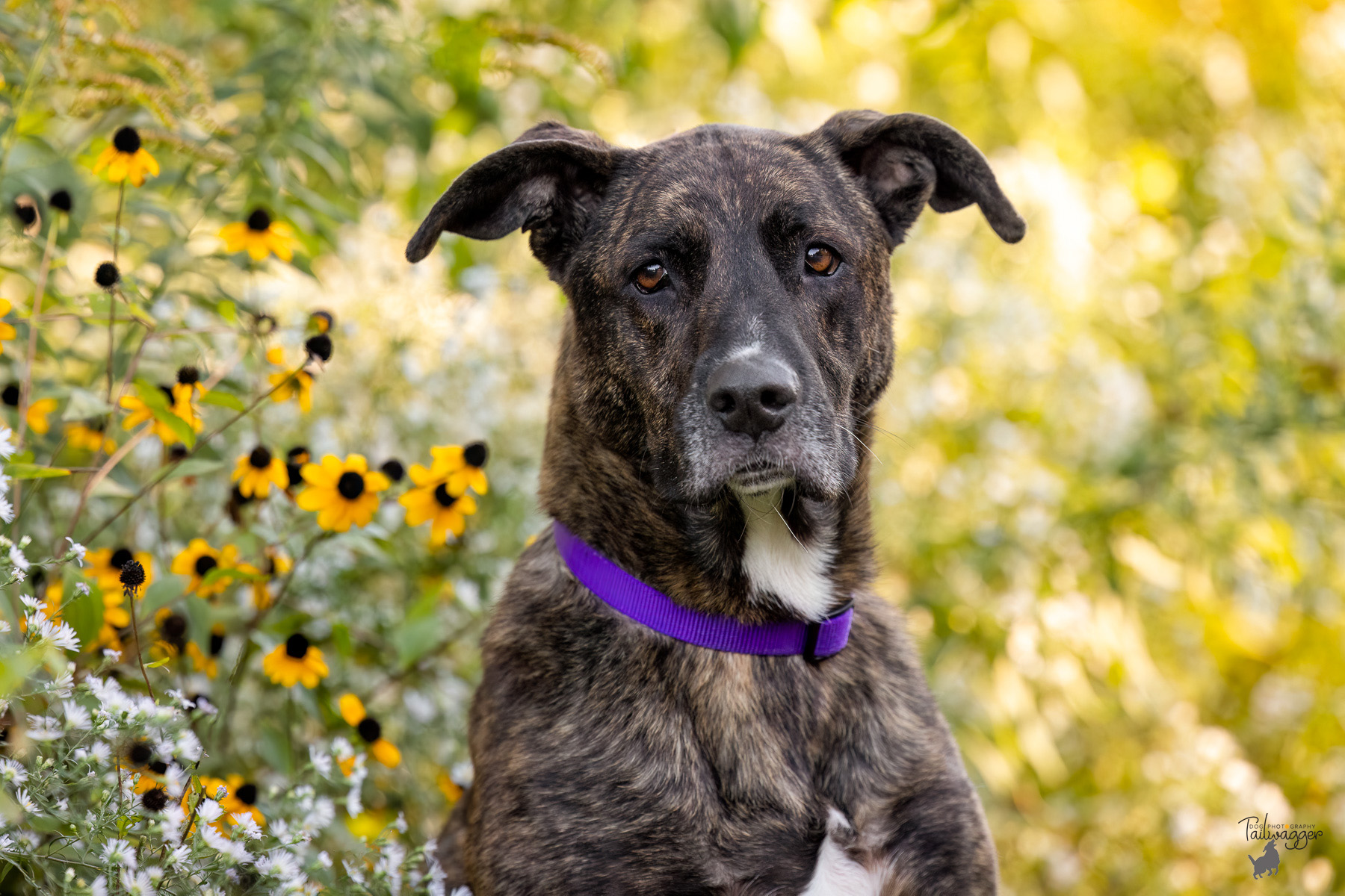 HEadshot of a brindle mixed breed dog with wild flowers in the background, photographed at Johnson Park in Grand Rapids, MI. 