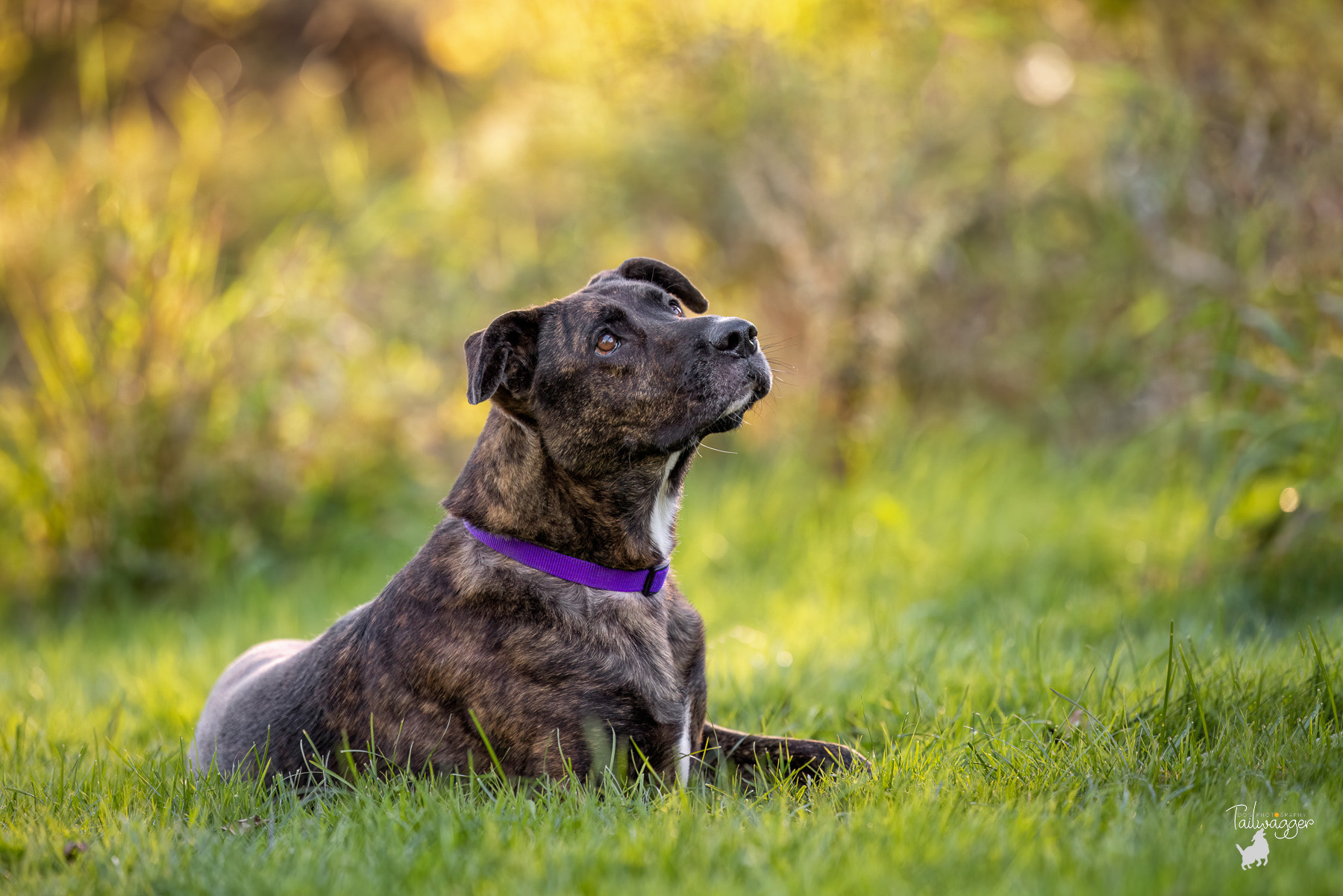 A brindle mixed breed dog lies in the grass and looks off to the side at Johnson Park in Grand Rapids, MI. 