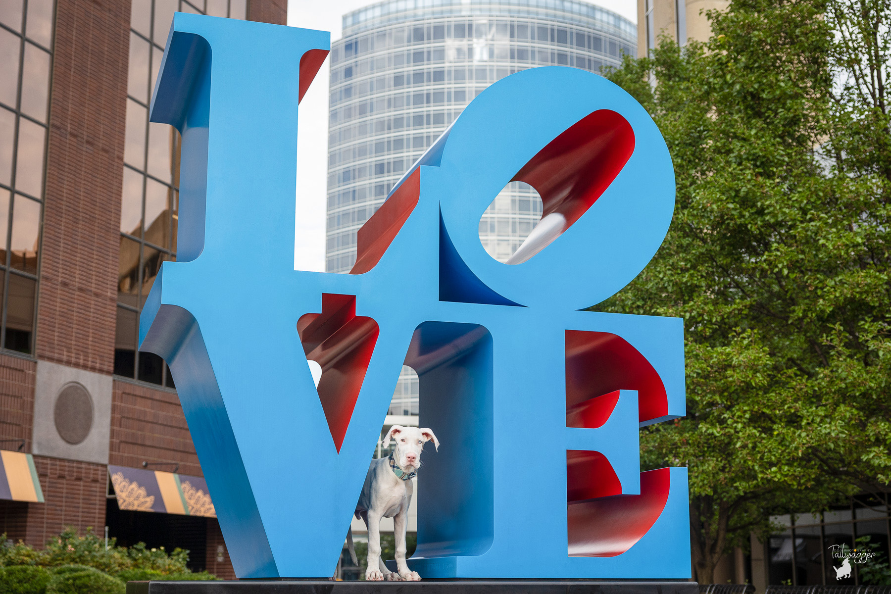 Pet photographer photo of a 16 week old Great Dane puppy stands in the Love Sculpture in downtown Grand Rapids, MI.