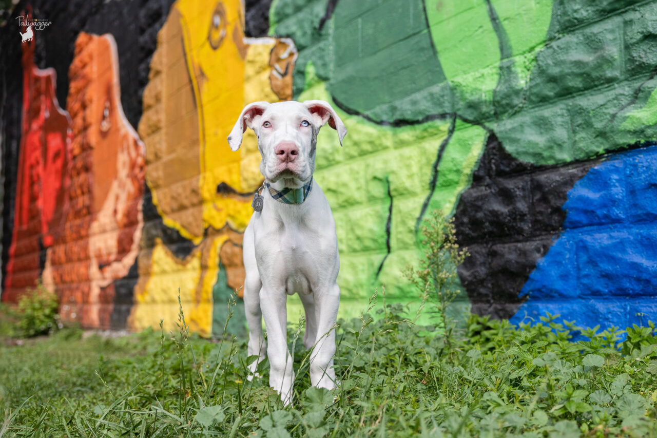 A 16 week old white Great Dane puppy stands in from of a dog mural in downtown Grand Rapids, MI.