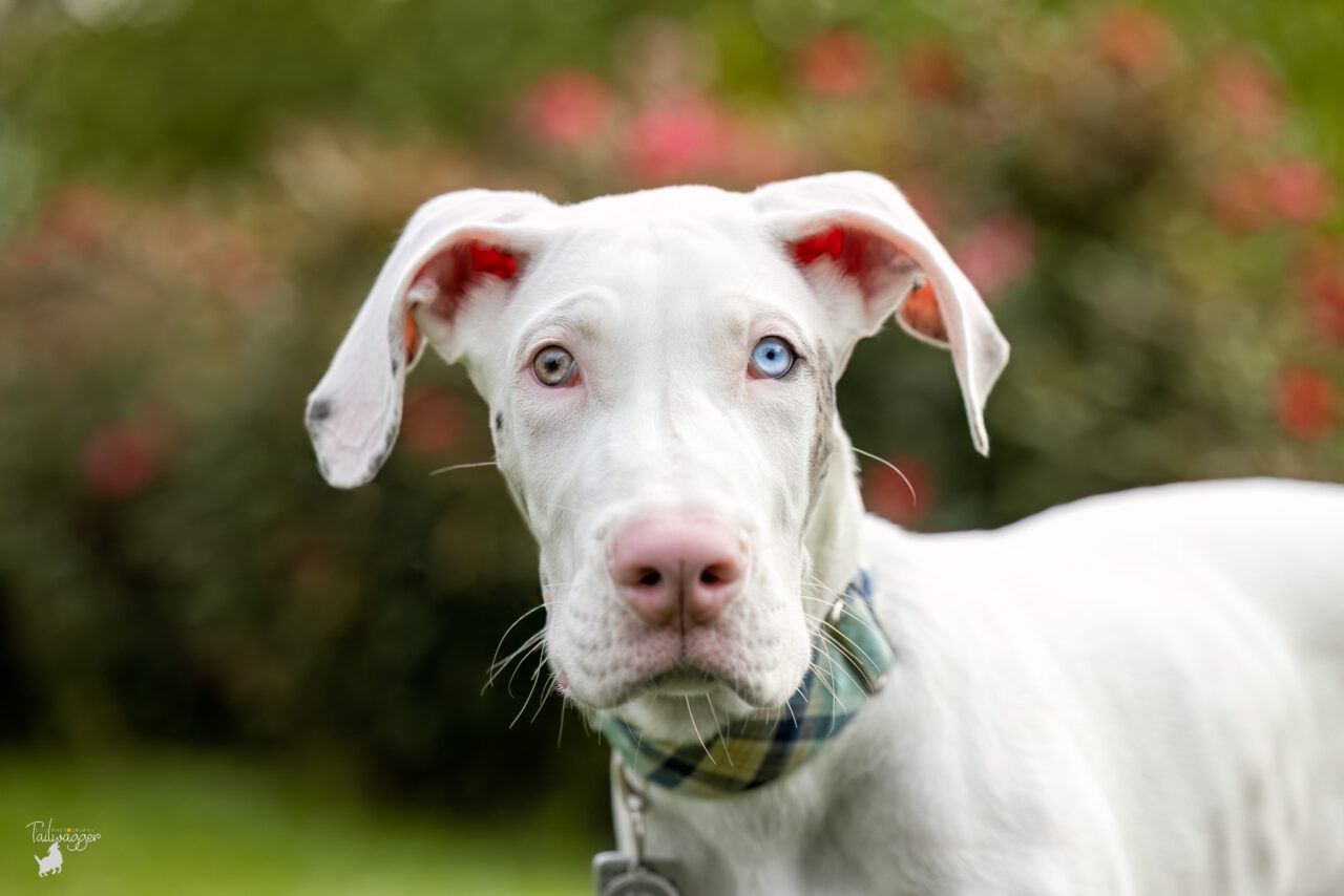 A headshot of a Great Dane puppy with two different colored eyes with flowers and greenery in the background in Grand Rapids, MI.