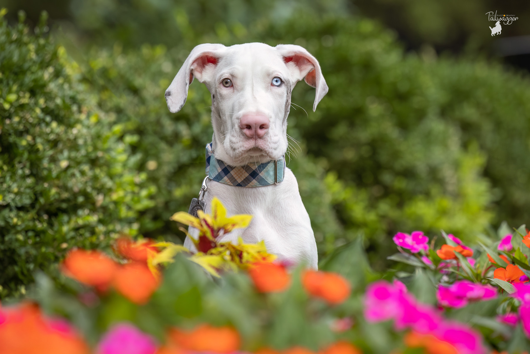 Headshot of a 16 week old male double merle Great Dane puppy sitting behind flowers and plants in downtown Grand Rapids, MI.
