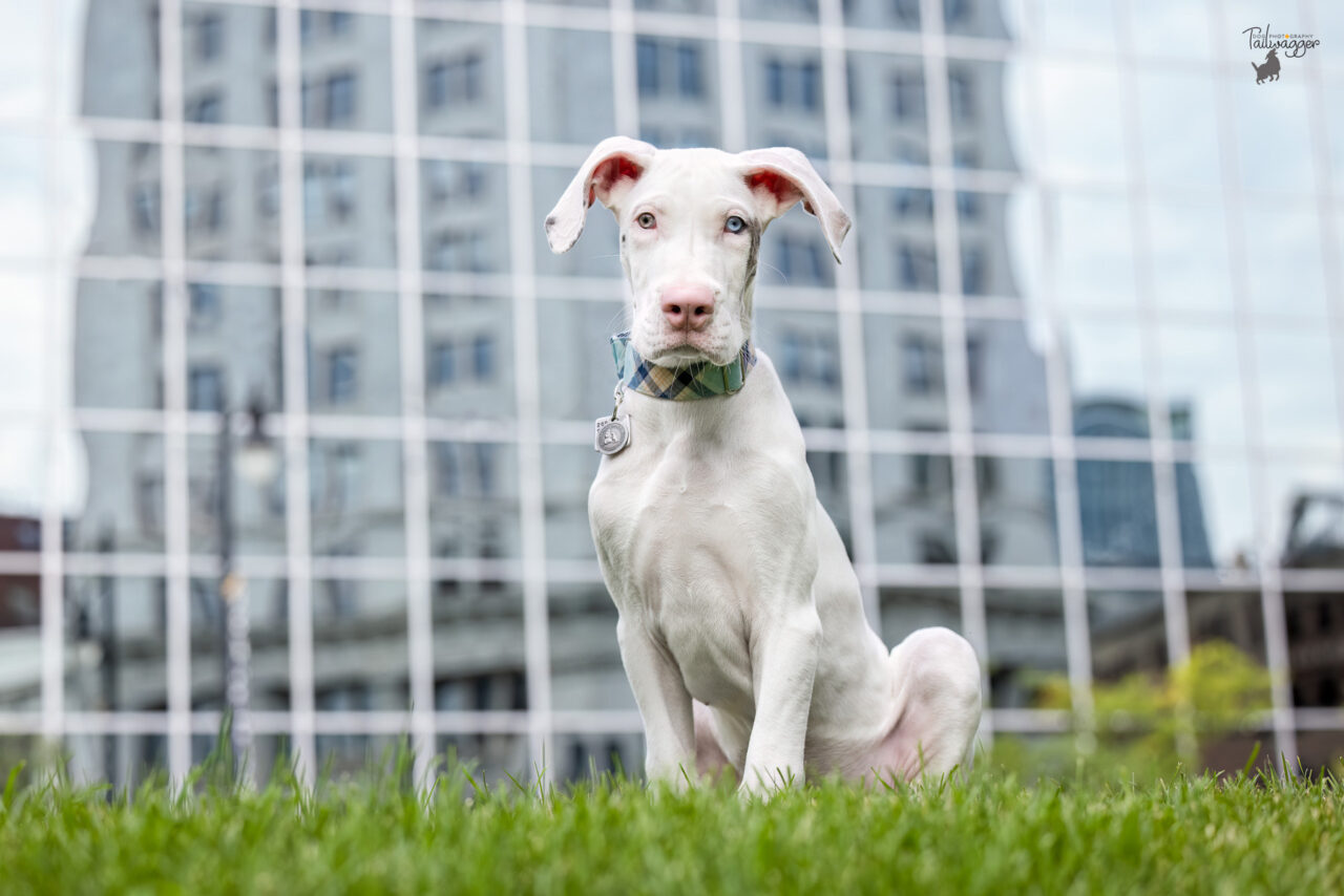 A double merle Great Dane puppy sits in grass in front of an office building in downtown Grand Rapids, MI.