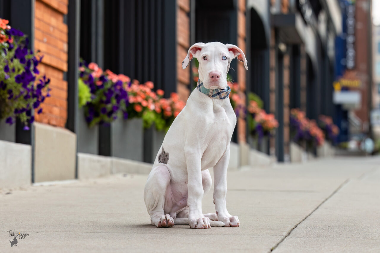 A 16 week old Great Dane puppy sits on the sidewalk in downtown Grand Rapids, MI.