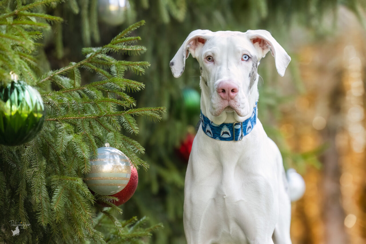 A white Great Dane puppy stands next to oversized Christmas ornaments on a pine tree in Jenison, MI.