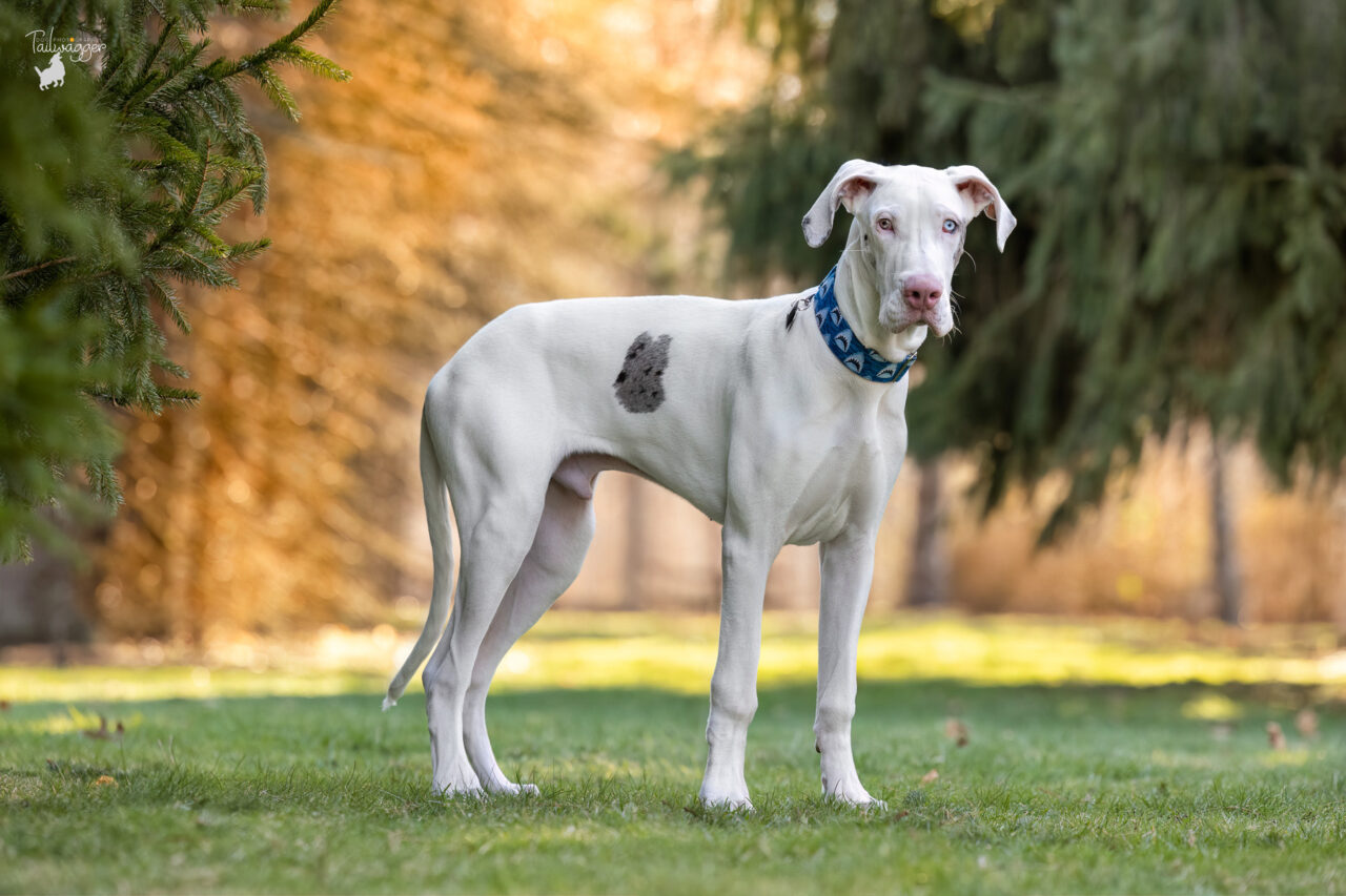 A Great Dane puppy stands between pine trees with warm sunlight in the background at Hager Park in Jenison, MI.