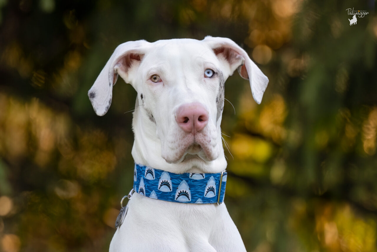 A headshot of a double merle Great Dane puppy with two different colored eyes.