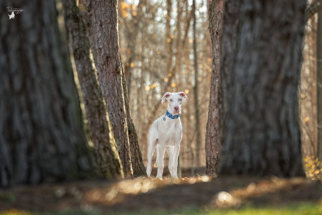 A male Great Dane puppy stands at the end of a row of pine trees at Hager Park in Jenison, MI.