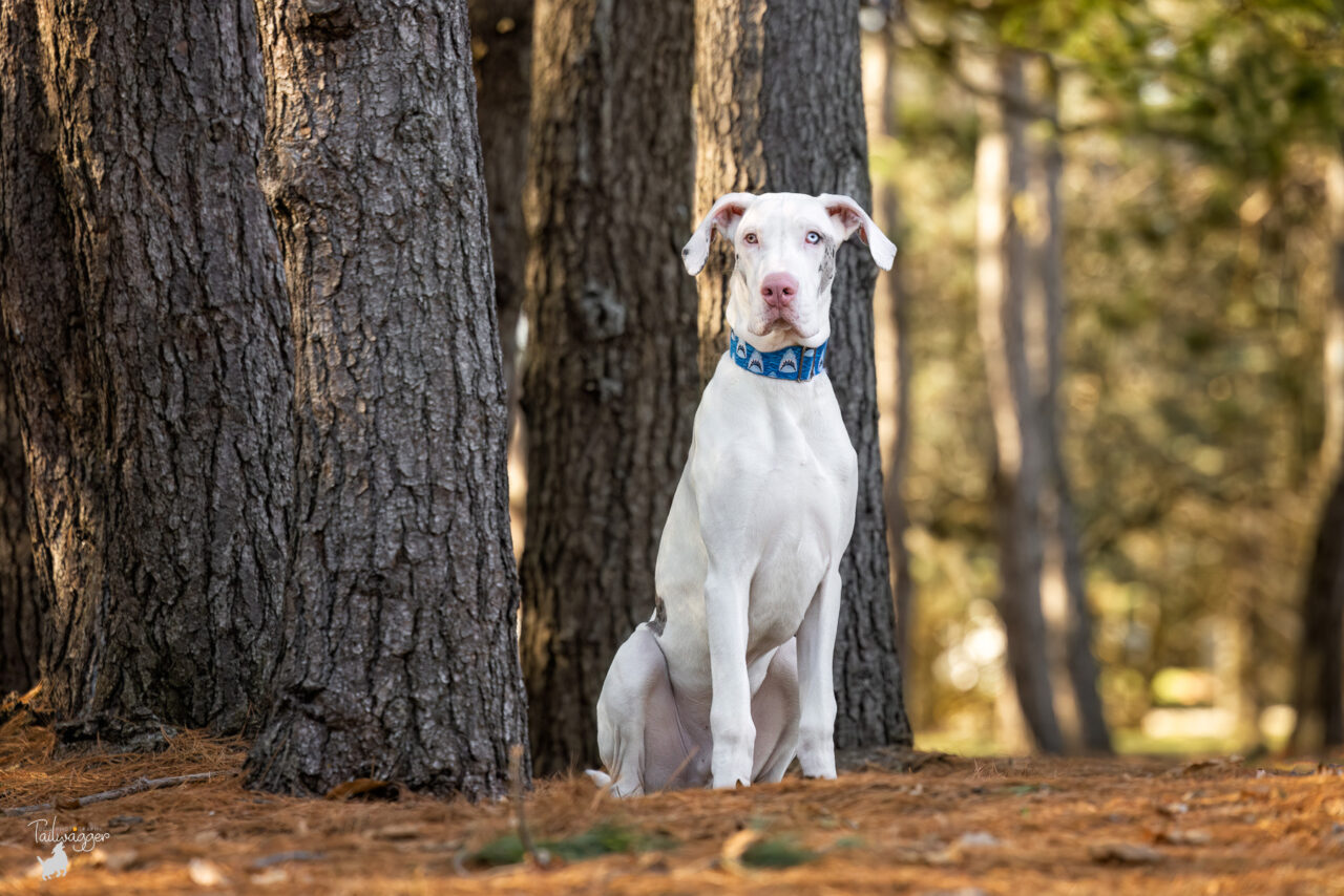 A male double merle Great Dane puppy sits next to pine trees in Jenison, MI.