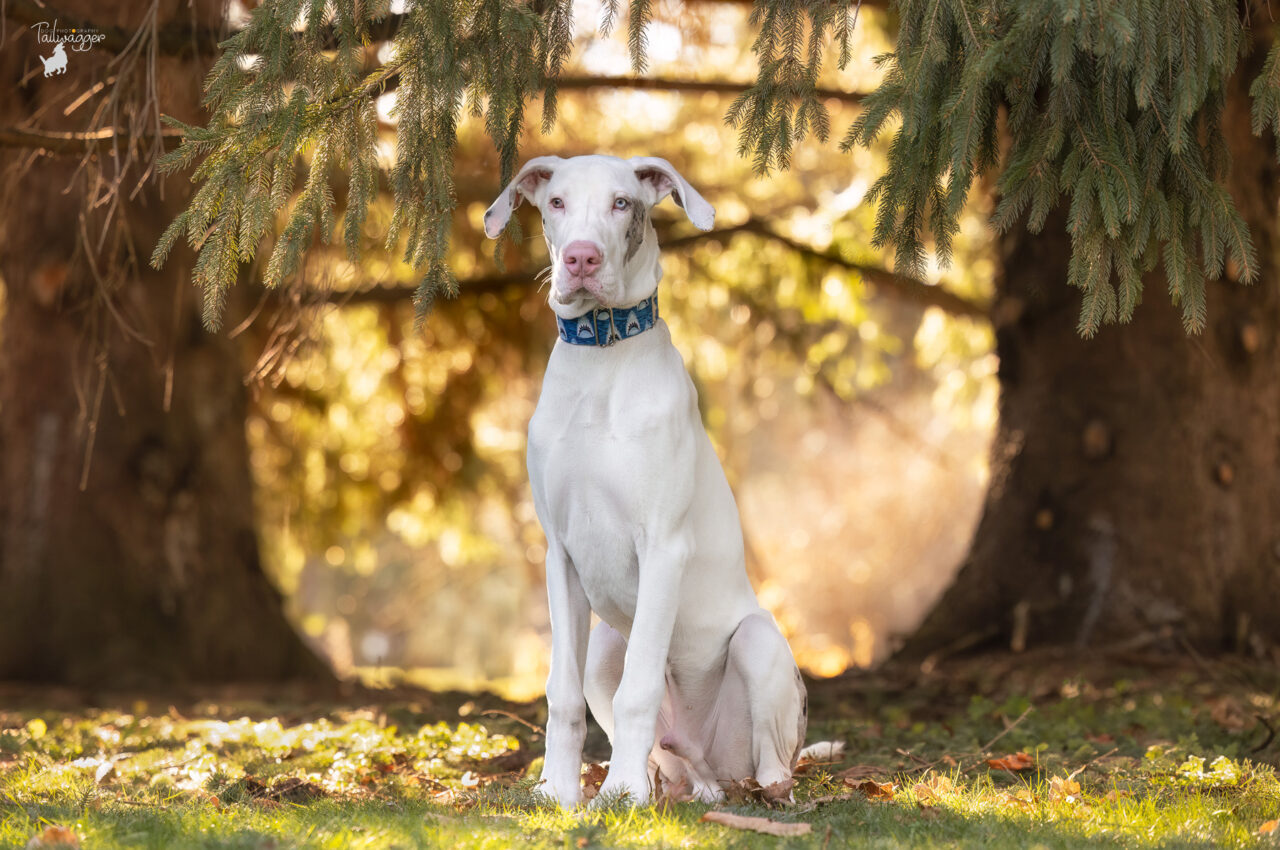 A male white Great Dane puppy sits under pines trees at Hager park in Jenison, MI.