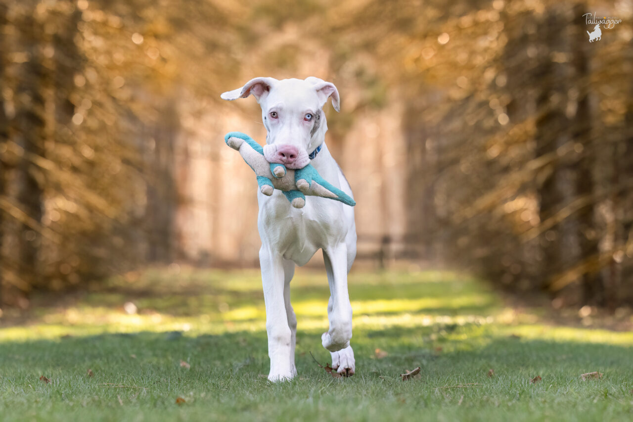 A white double merle Great Dane puppy runs in Hager Park with his shark toy.