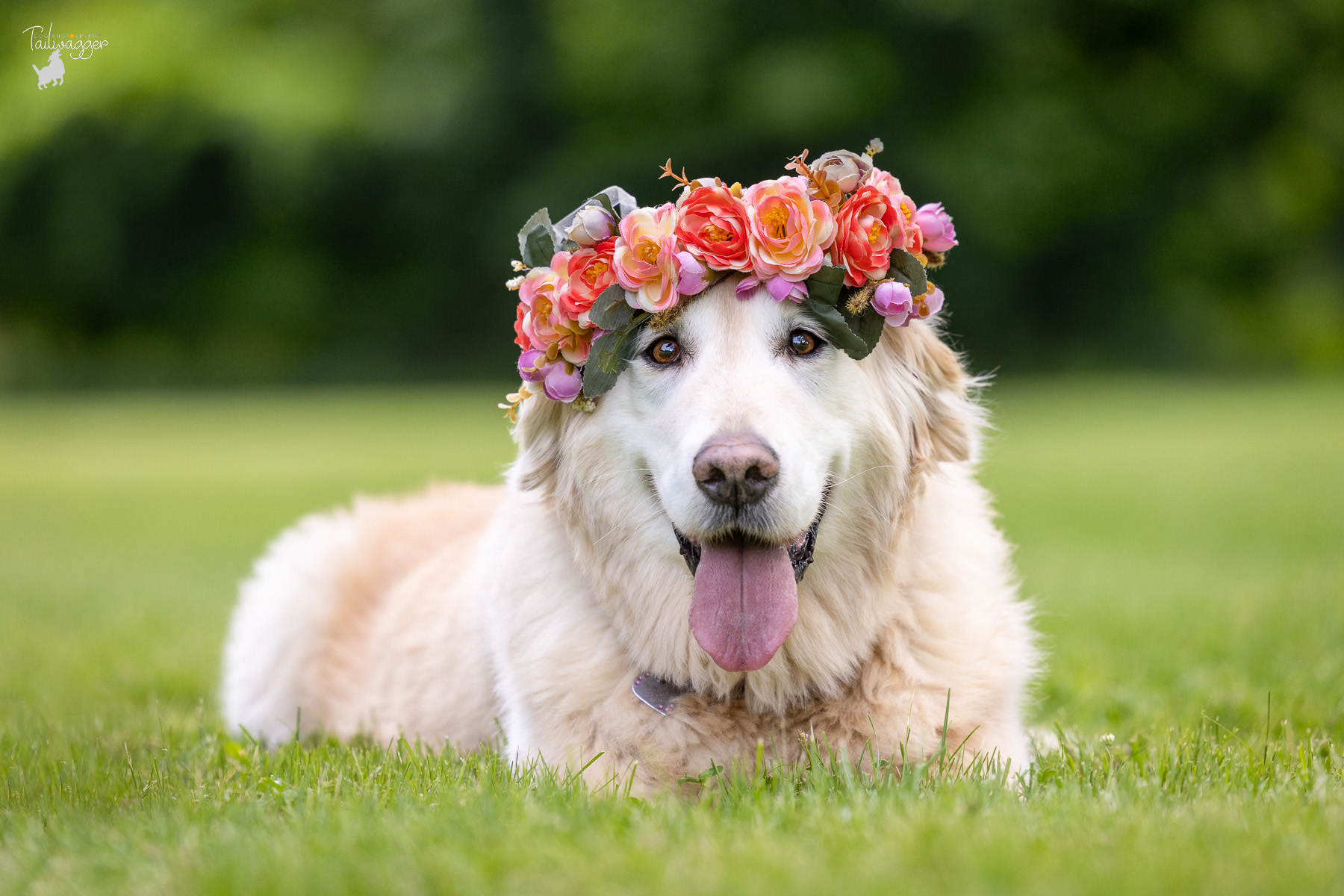A female Golden Retriever lies in the grass with a flower crown on her head at Johnson Park in grand Rapids, MI.