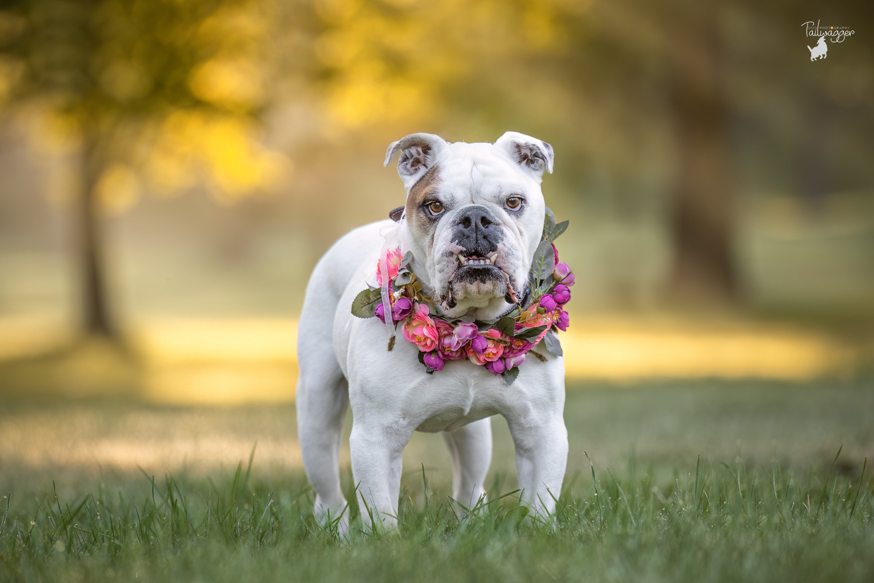 A male white and tan English bulldog stands in Johnson Park with a flower crown around his neck.