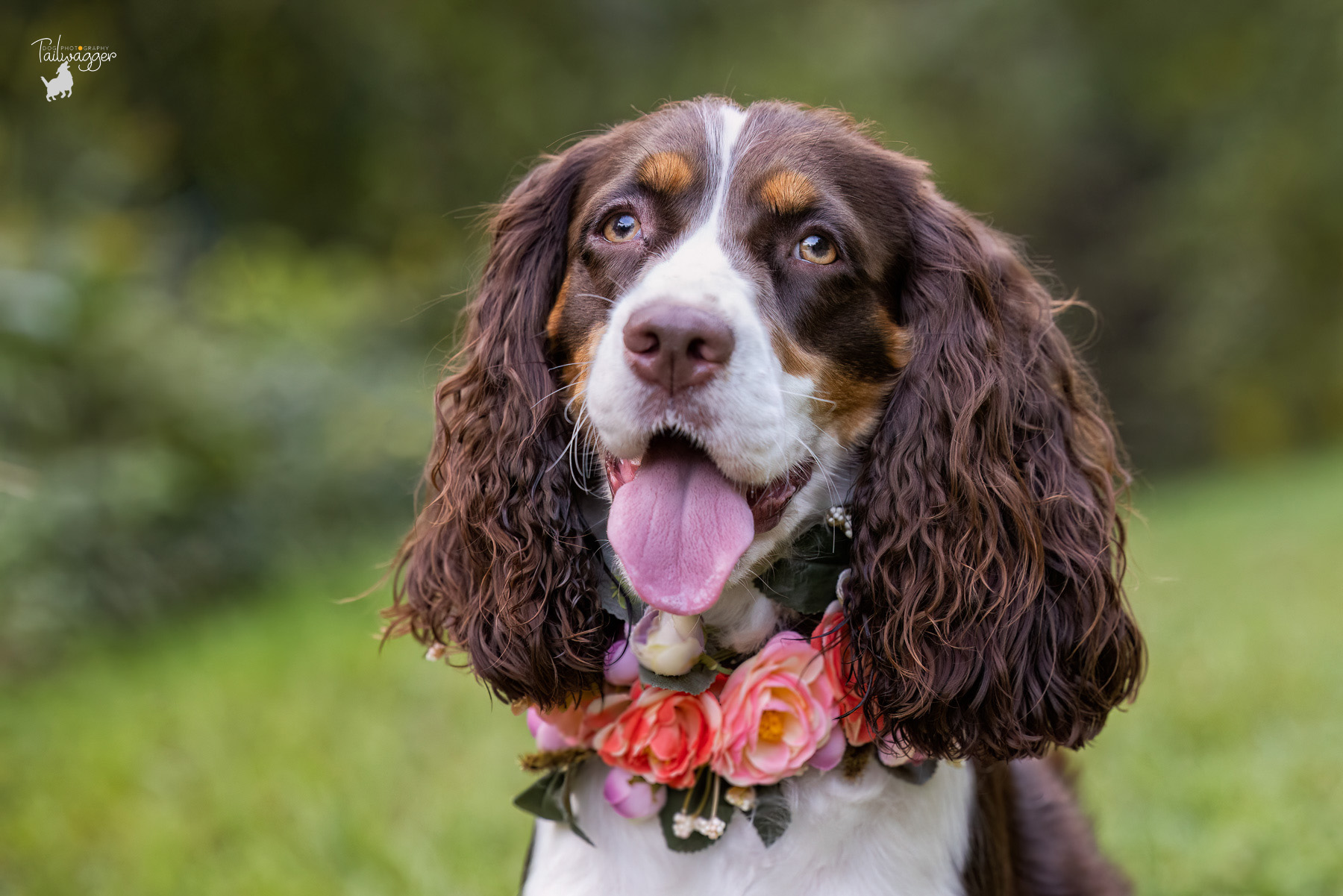 A headshot of a tri-colored English Springer Spaniel at Prairie Wolf Park in Caledonia, MI.