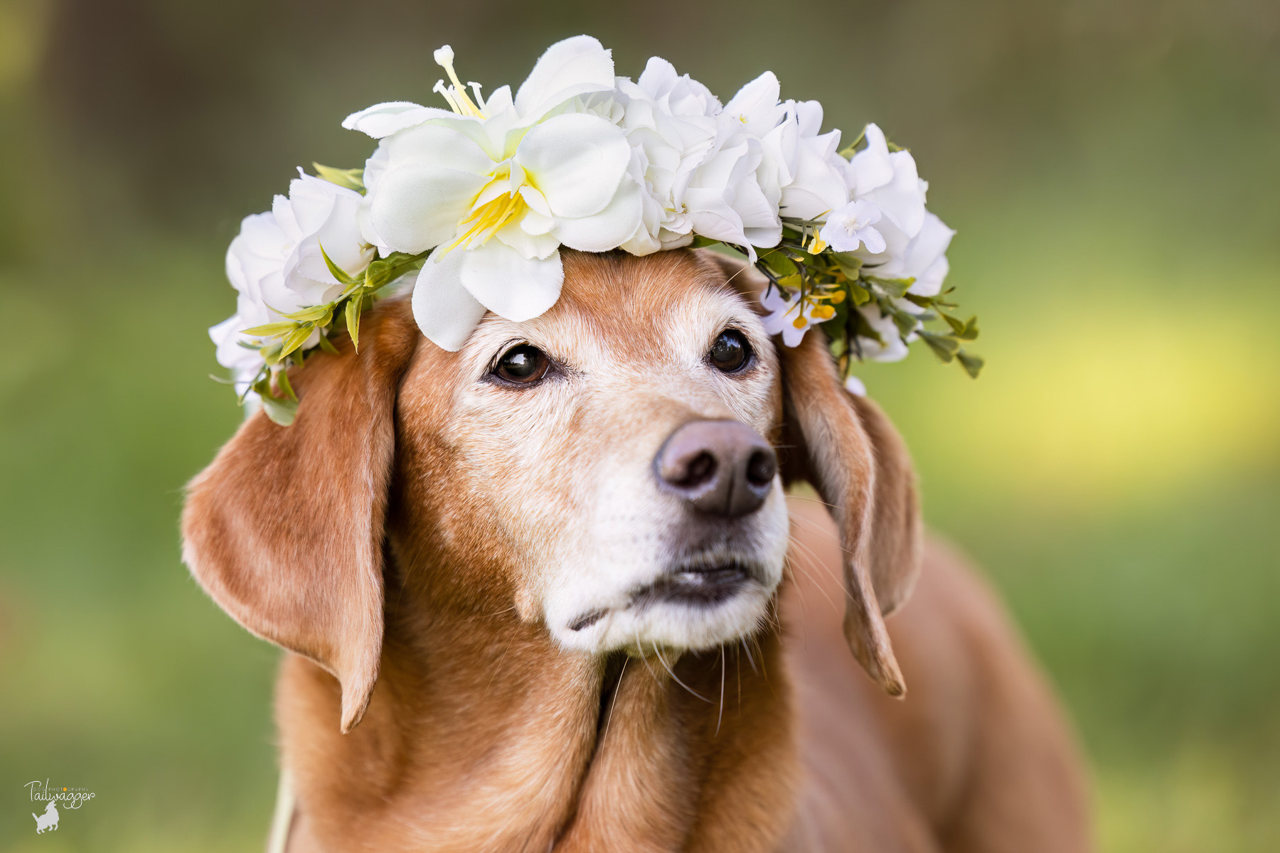 A headshot of a beagle mix with a white and yellow flower crown on her head in Johnson Park, Grand Rapids, MI.