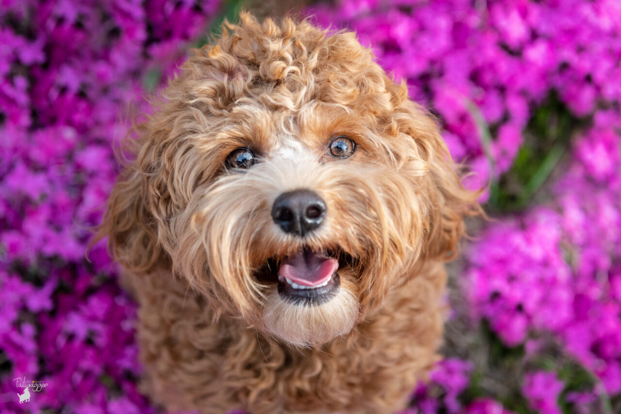 A female mini goldendoodle sits in magenta colored flowers in downtown Grand Rapids, MI.