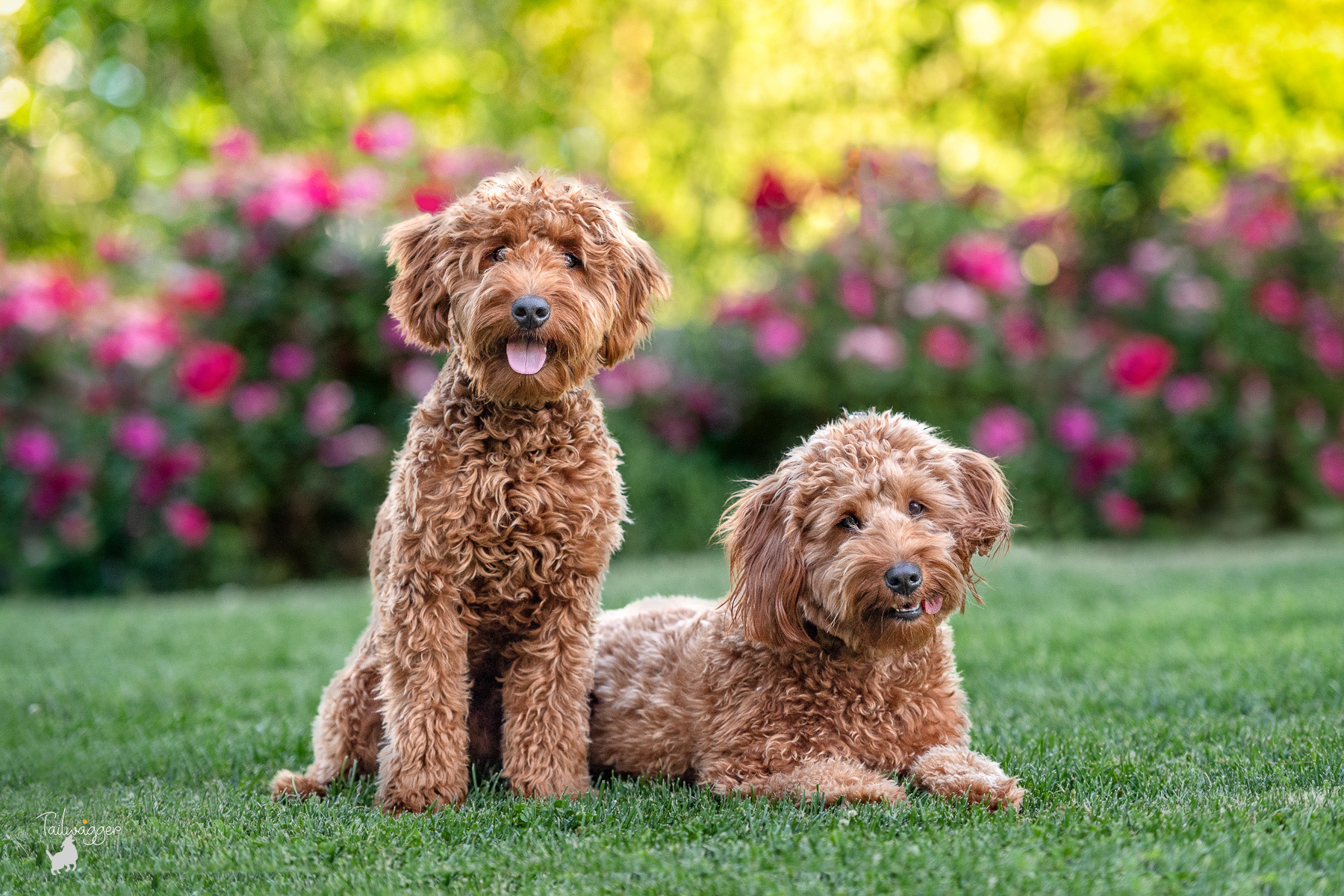 Two mini Goldendoodles sit and stand in the grass with bright magenta flowers in the background on the grounds of the Grand Rapids Public Museum in Grand Rapids, MI.