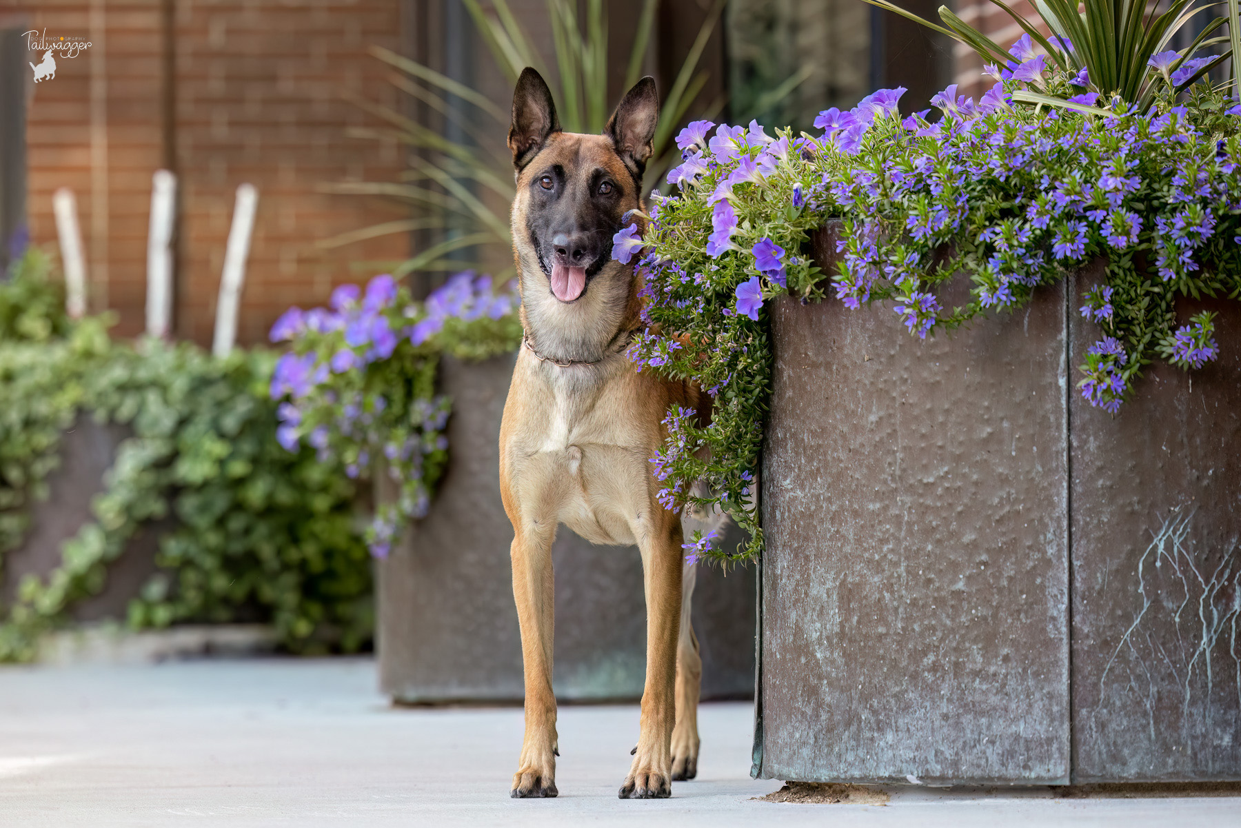 A male Belgian Malinois stands next to a metal flower planter in downtown Grand Rapids, MI.