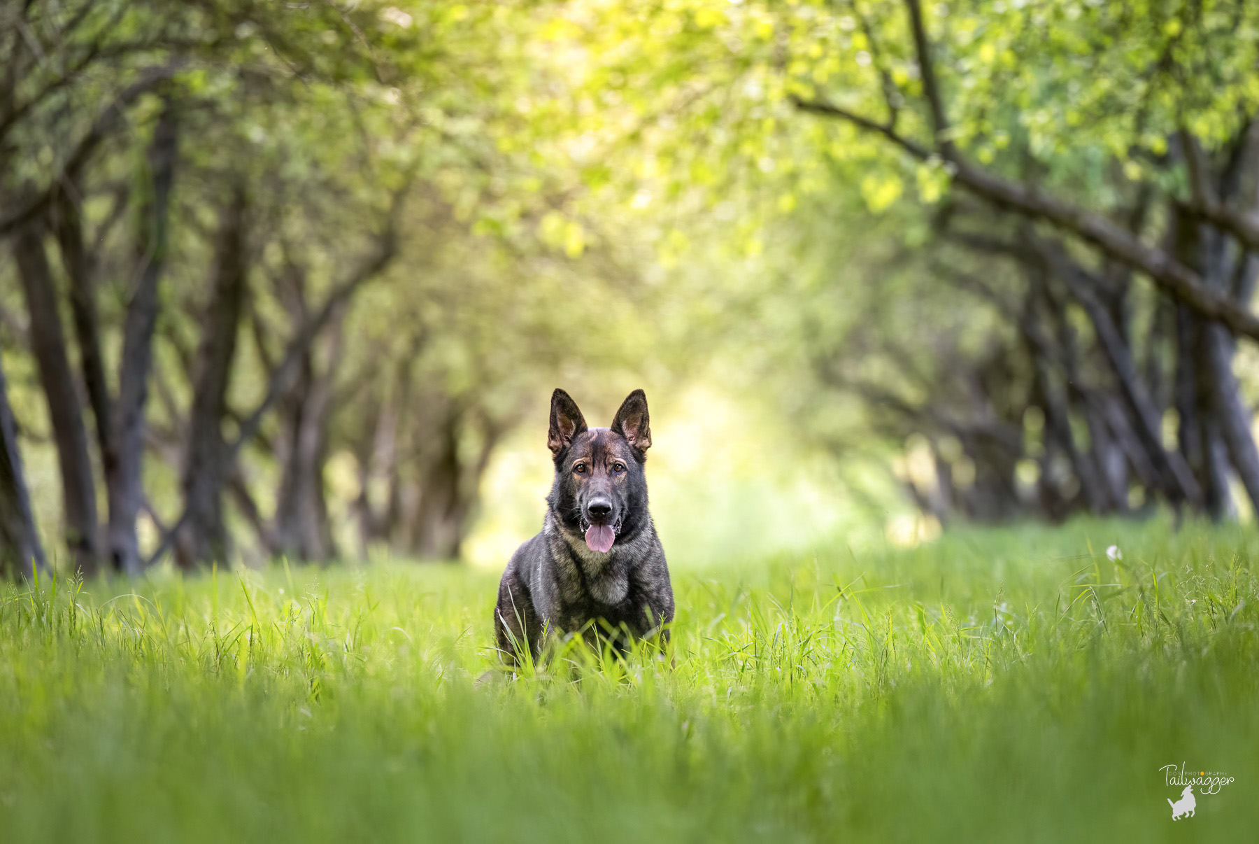 A GSD stands in the tall grass in an apple orchard at Prairie Wold Park in Caledonia, MI.
