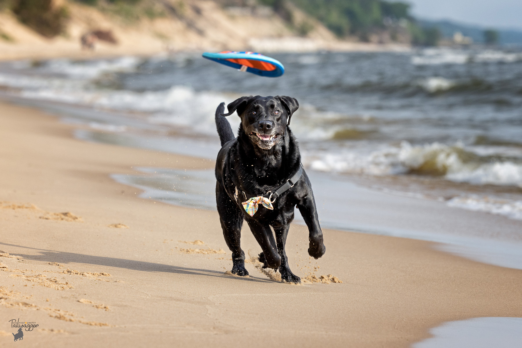 A black Lab eyes his frisbee midair as he chases it down Kruse Dog Beach in Muskegon, MI.