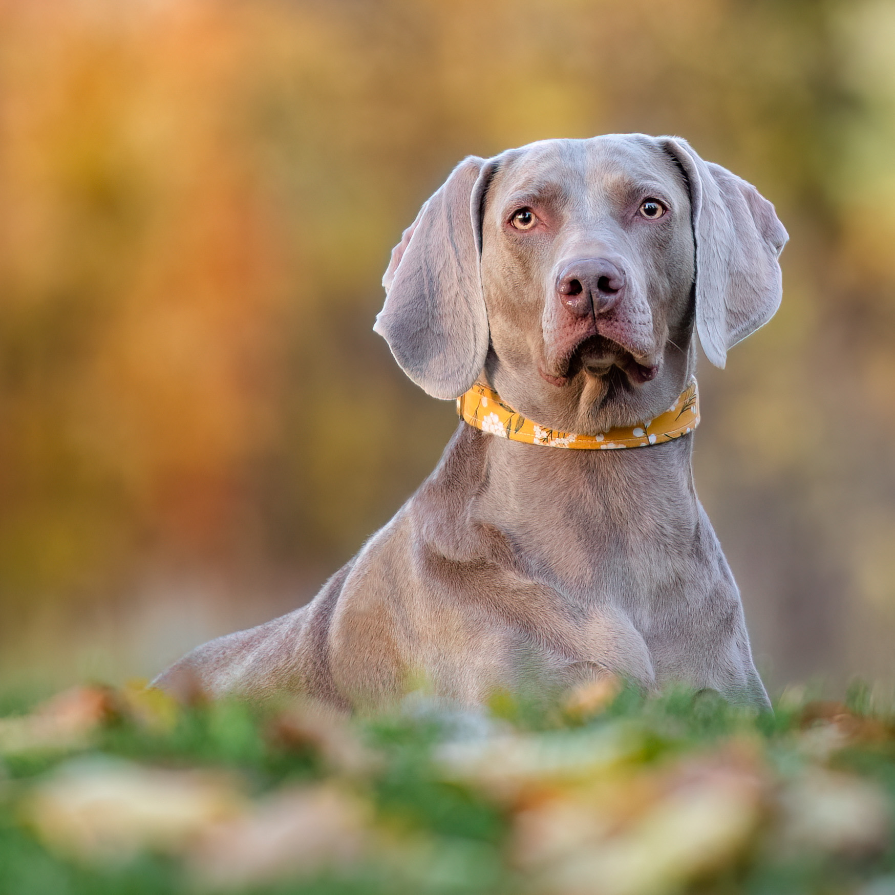 A female Weimaraner lies in the colorful fall leaves in Johnson Park.
