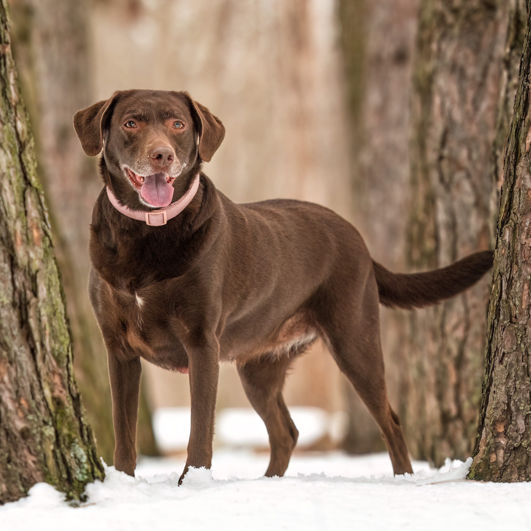 A brown mixed breed dog stands in the snow at Hager Park in Jenison, MI.
