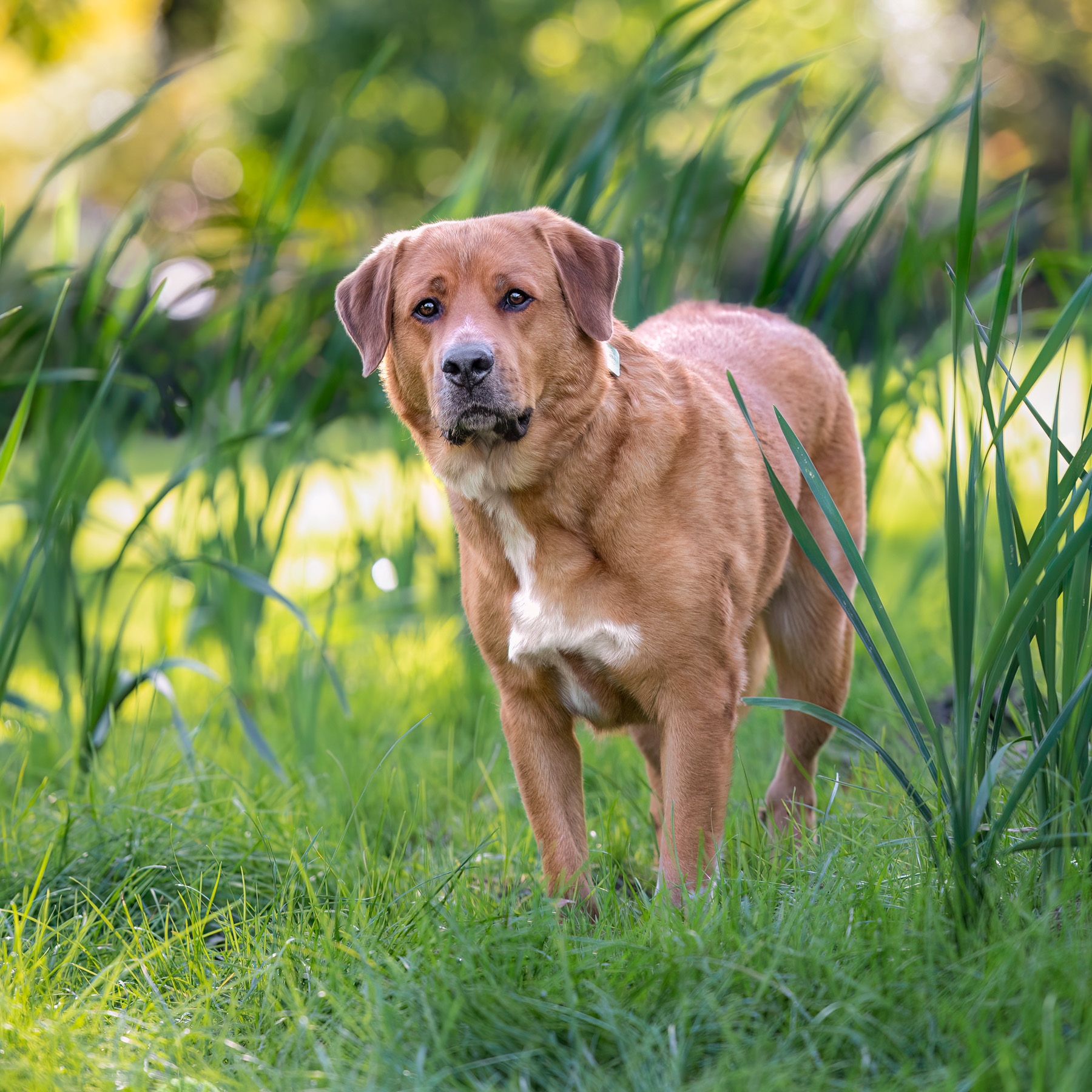 A female mixed breed stands amongst the tall green reeds at Johnson Park in Grand Rapids, MI.