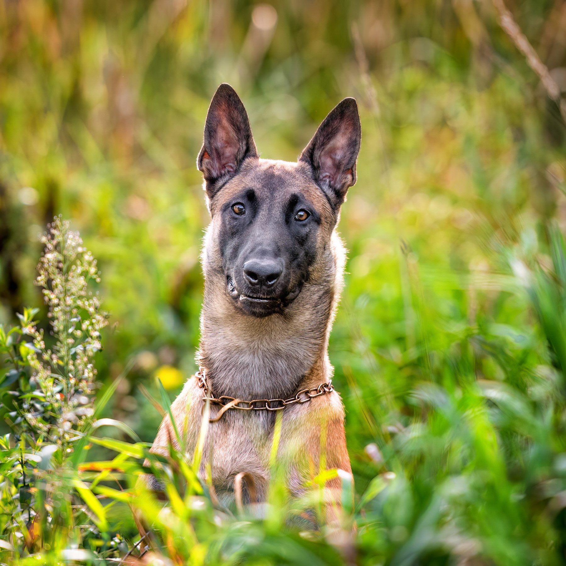 A male Belgian Malinois with a goofy look on his face sits amongst the tall green grass and weeds at Johnson Park in Grand Rapids, MI. 