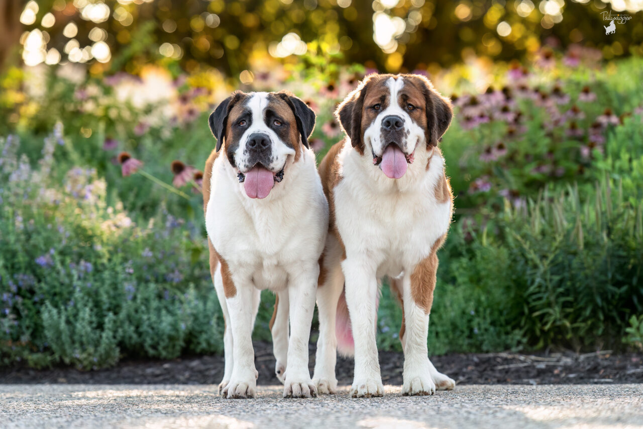 Two female Saint Bernards stand side by side near the entrance of the Ford Museum in downtown Grand Rapids, MI. 
