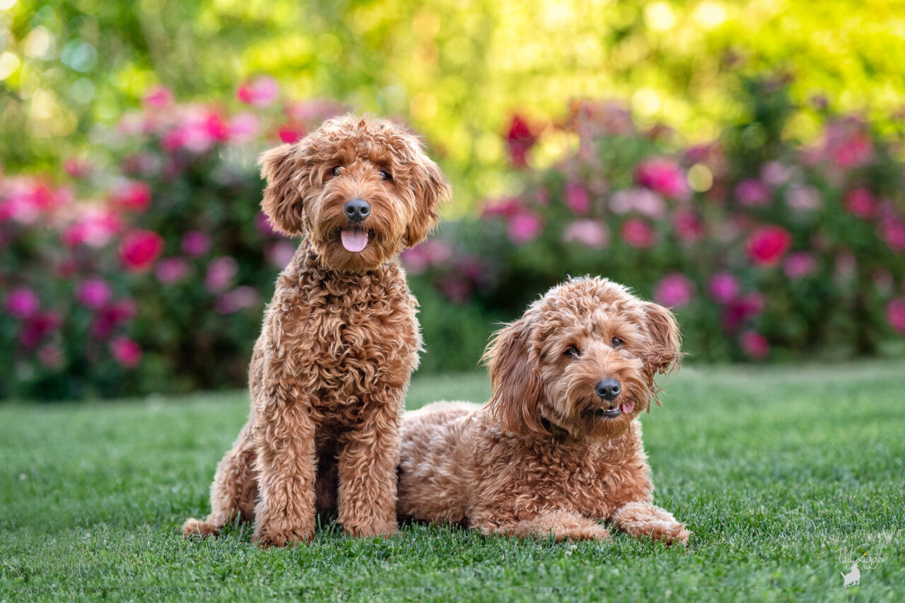 Two mini Goldendoodles sit in the grass next to the Grand Rapids Public Museum in Grand Rapids, MI. 