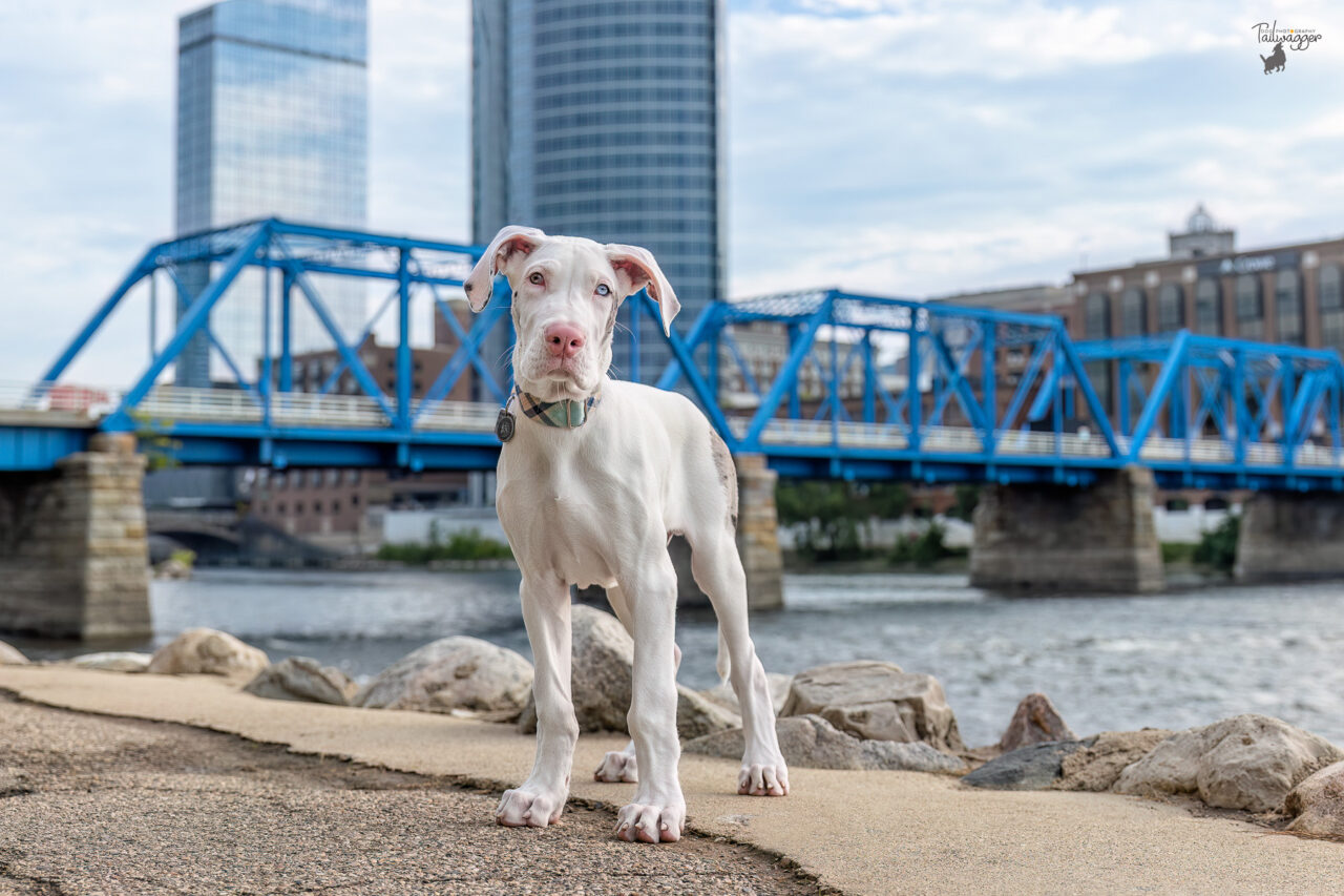 A double merle Great Dane puppy stands on a walkway with the Blue Bridge of Grand Rapids, MI behind him. 