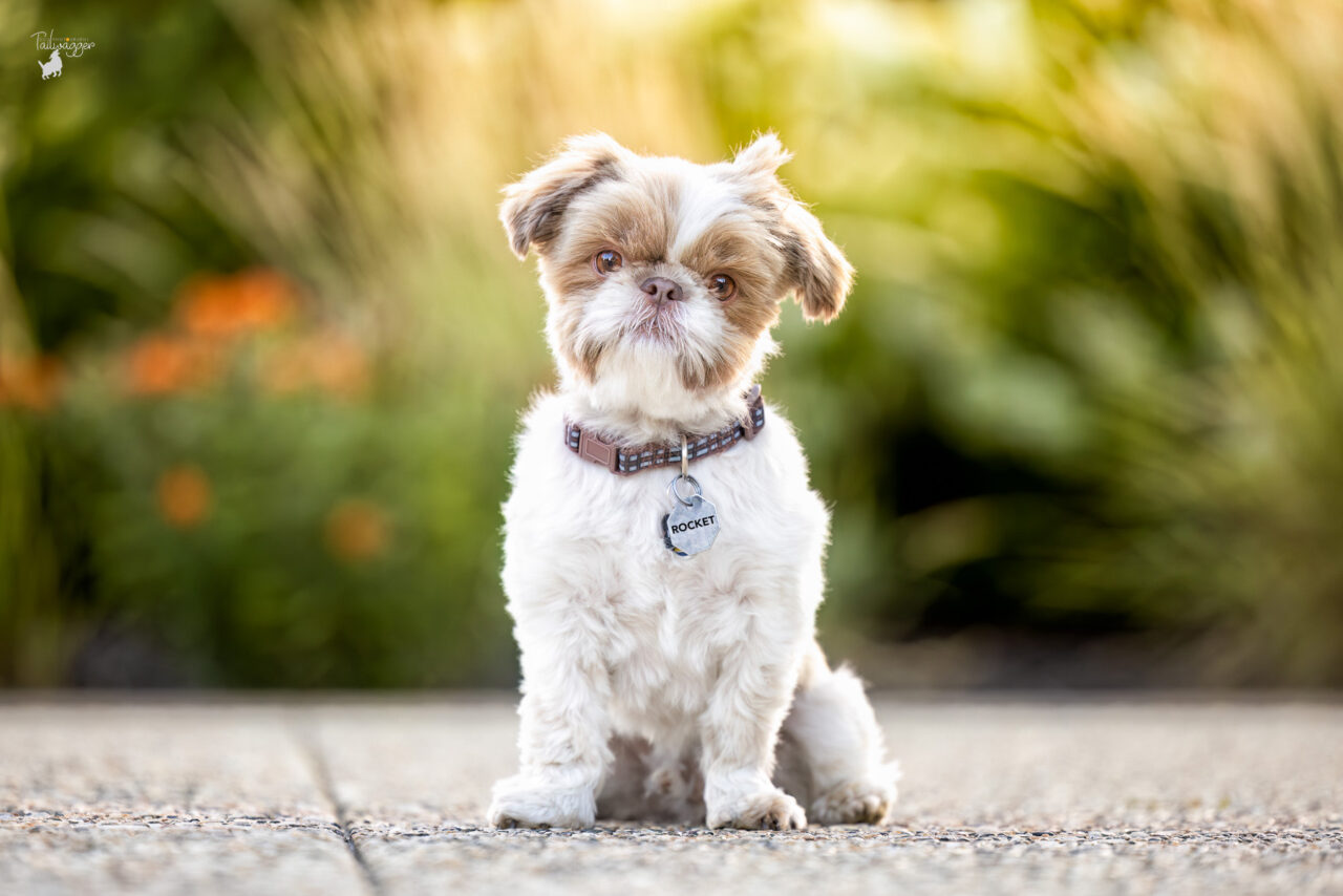 A male Shih Tzu sits in front of some perennials at the Ford Museum in Grand Rapids, MI. 