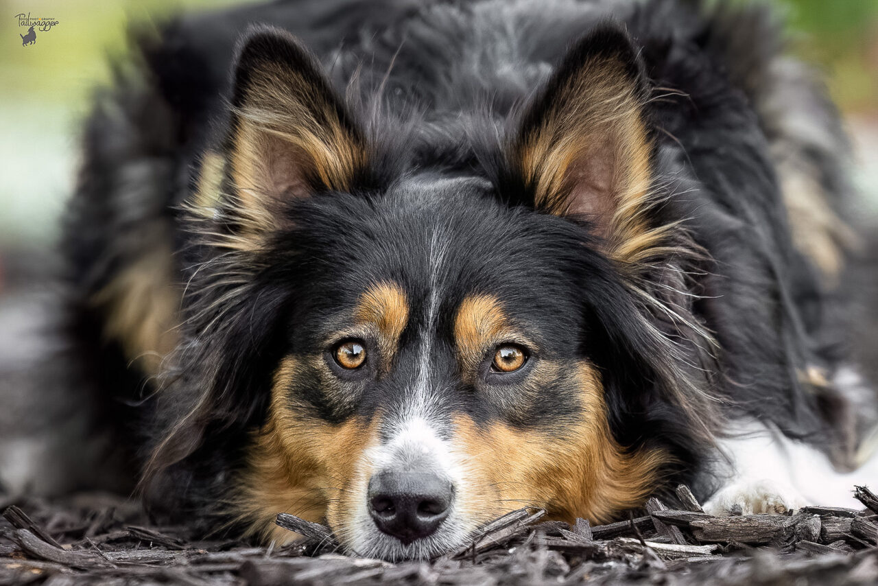 A headshot of a lying try colored Aussie at the Ford Museum in downtown Grand Rapids, MI. 