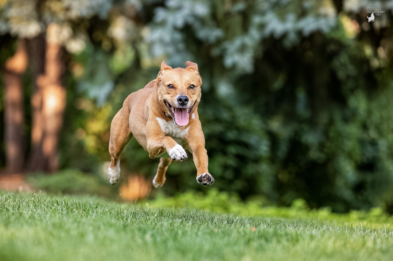 A mixed breed soaring into the air while running near the Grand Rapids Public Museum in Grand Rapids, MI. 