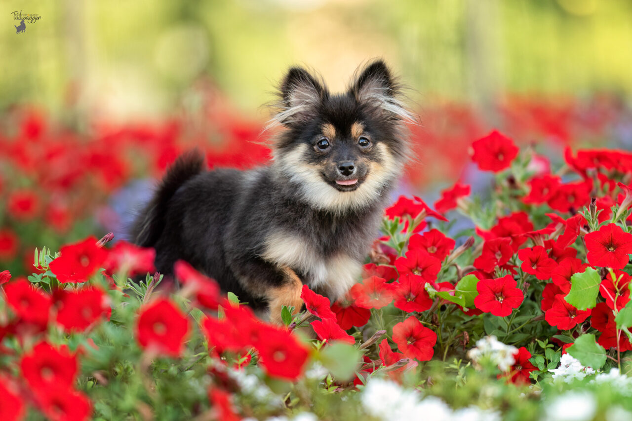 A black and Tan Pomeranian stands on a pathway in between rows of petunias at the Ford Museum in Grand Rapids, MI. 