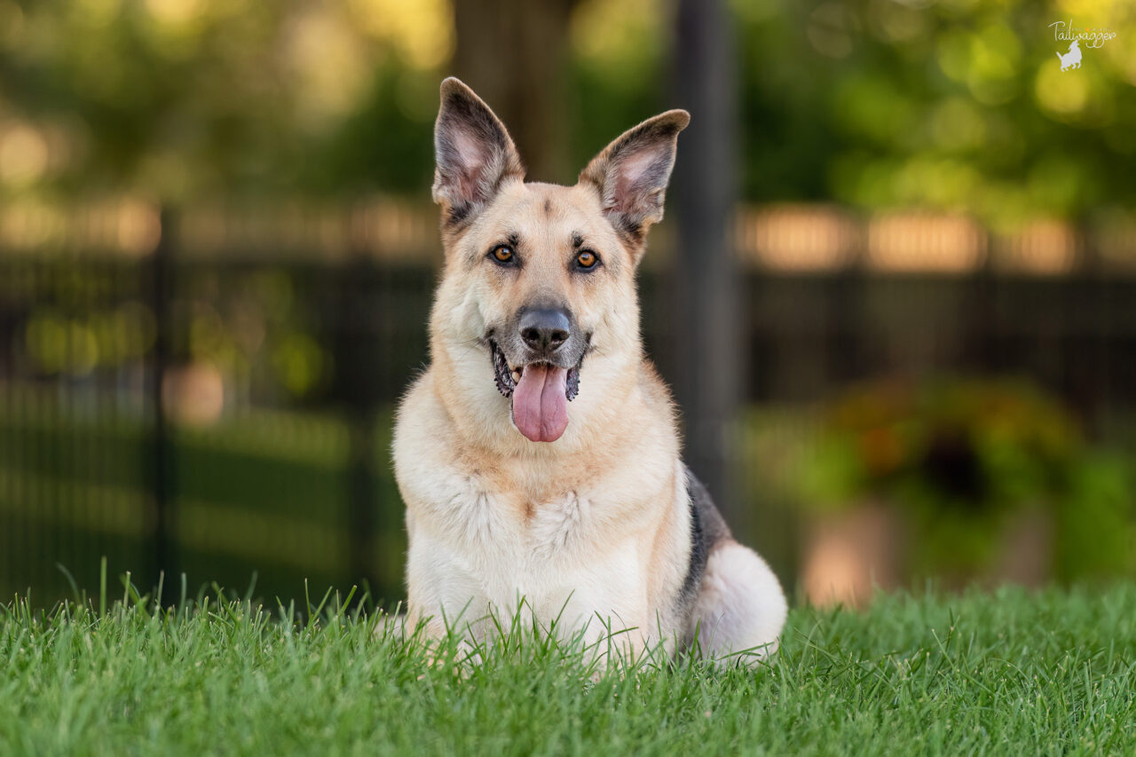 A German Shepherd lies in the grass near the Ford Museum in downtown Grand Rapids, MI. 